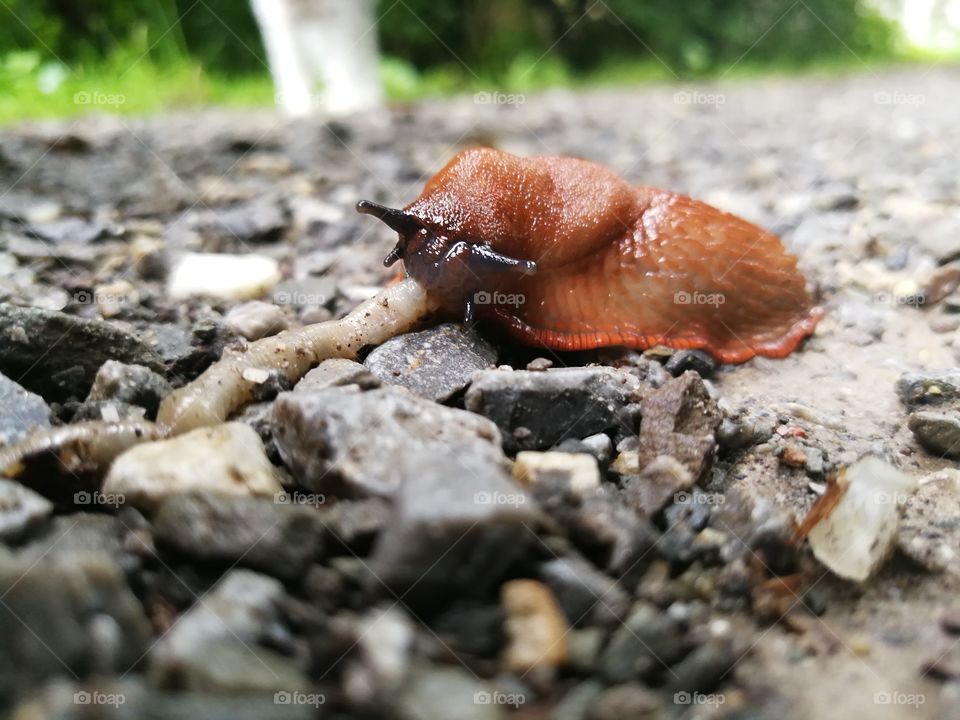 Snail