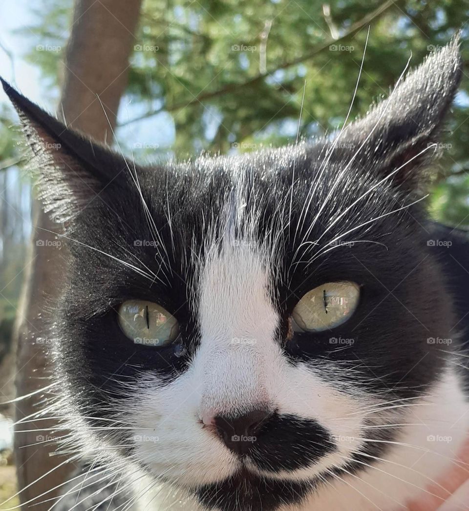 mirada de gato