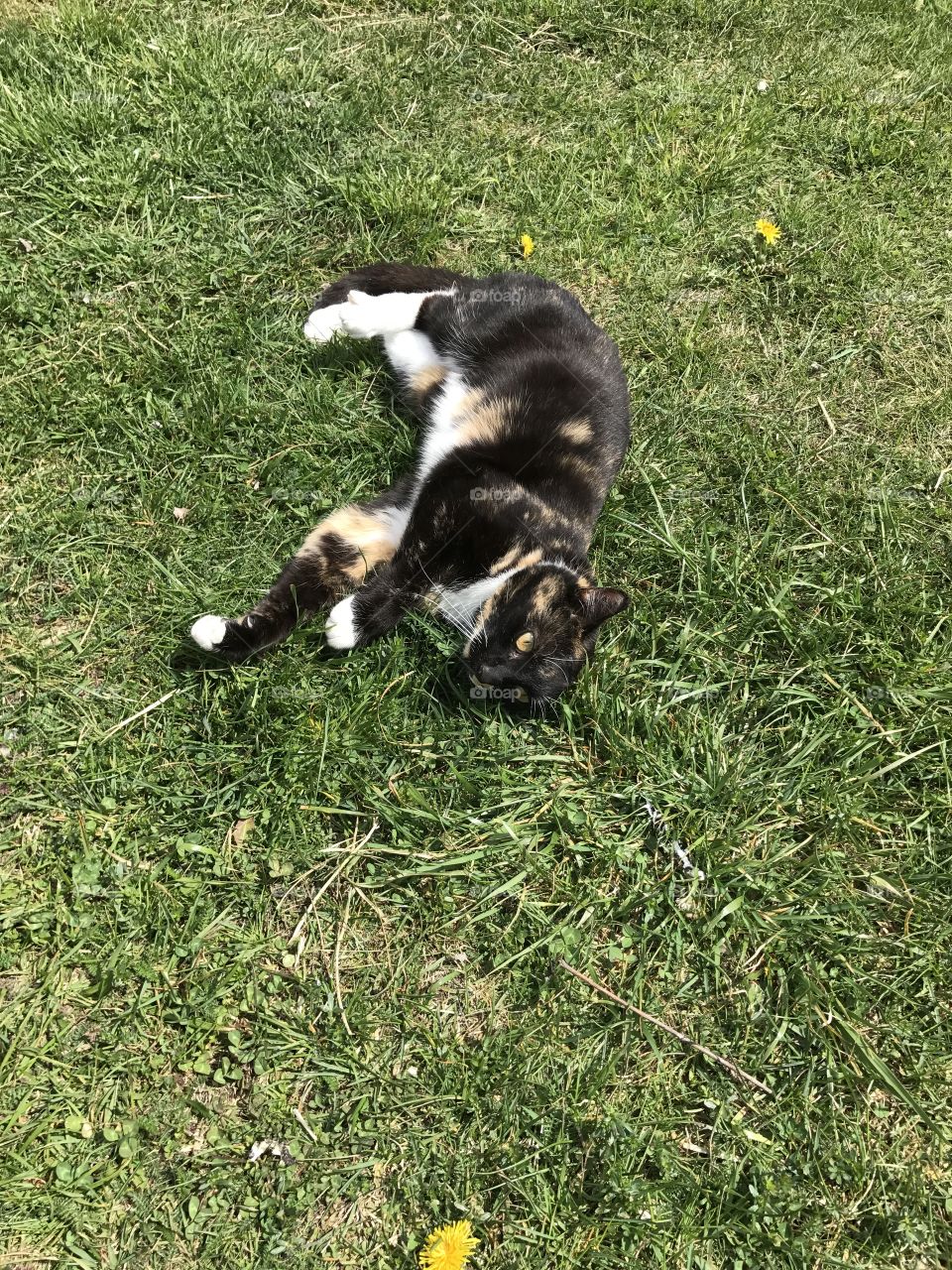 Cat at lawn