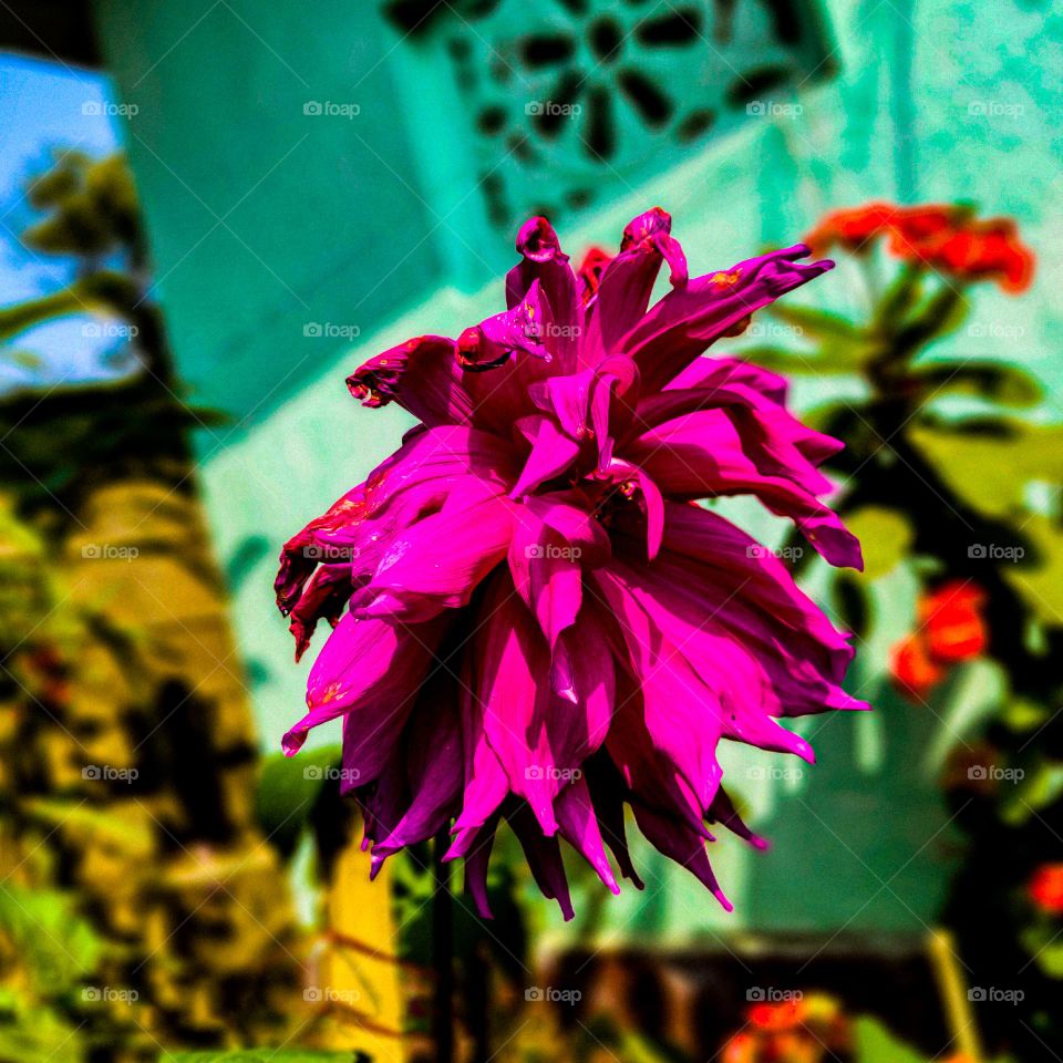 This dahlia flower looks very beautiful.  The petals of the flower are purple in color and bigger. I have photographed this flower in our house.