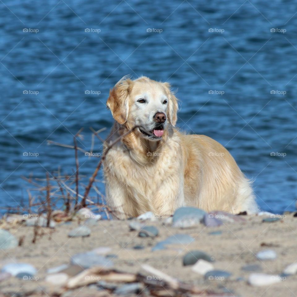 kaci loves to walk the beach on lake superior