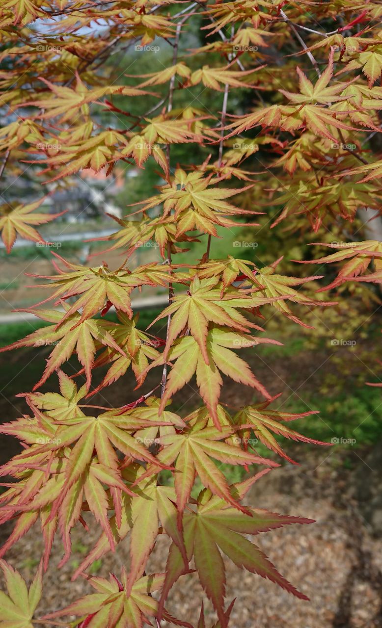 Autumn leaf... Momiji