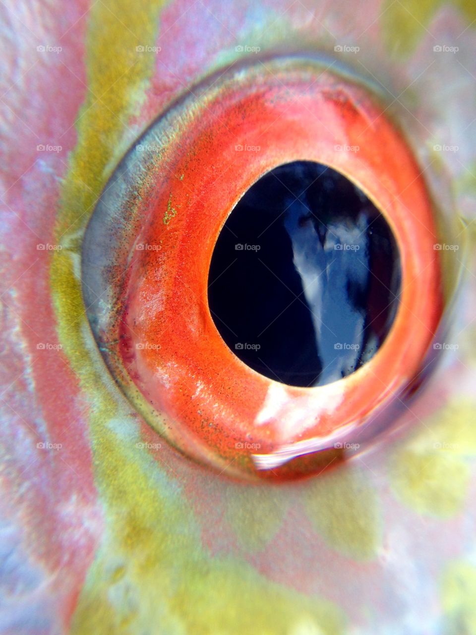 Fish eye, closeup