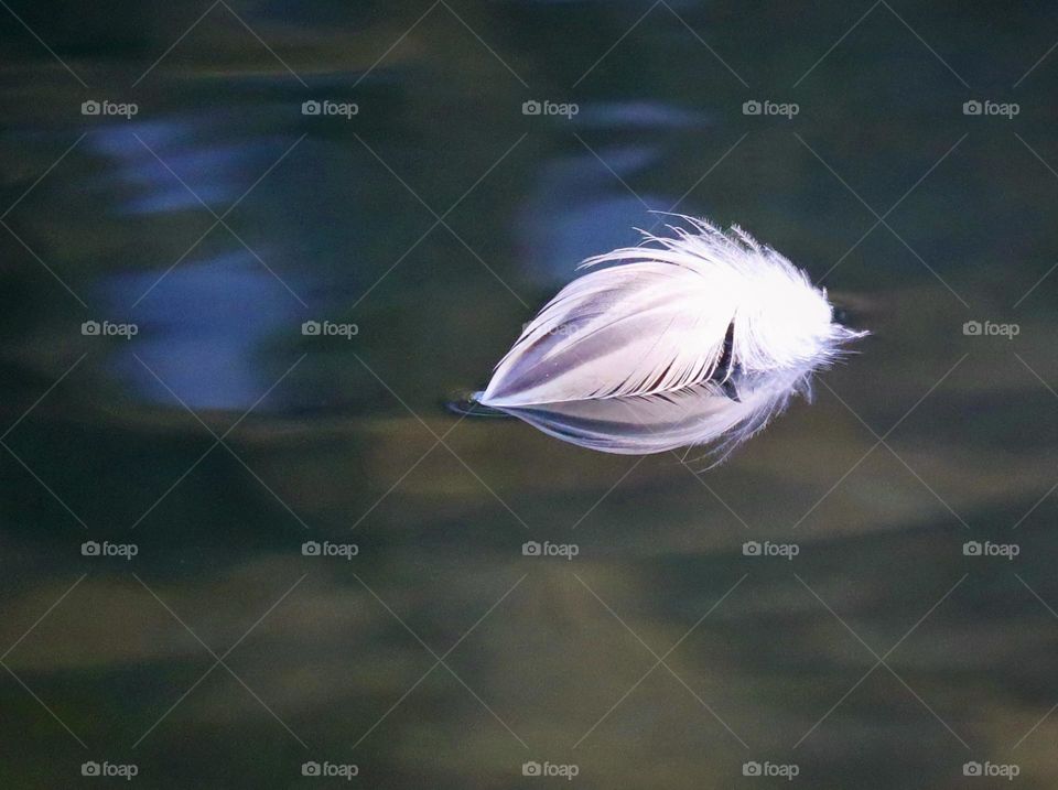 A bird feather floats serenely on the waters surface near Whatcom Falls Park in Washington State 