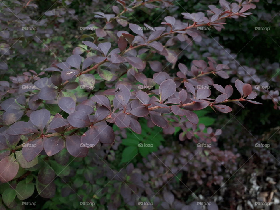 Hi everyone! Here's new photo! How do you like it? Nevermind, in this photo you can see beautiful, purple and green leafs. If you would like to see them in person, you can visit nice part of the Novi Sad - Novo Naselje :)