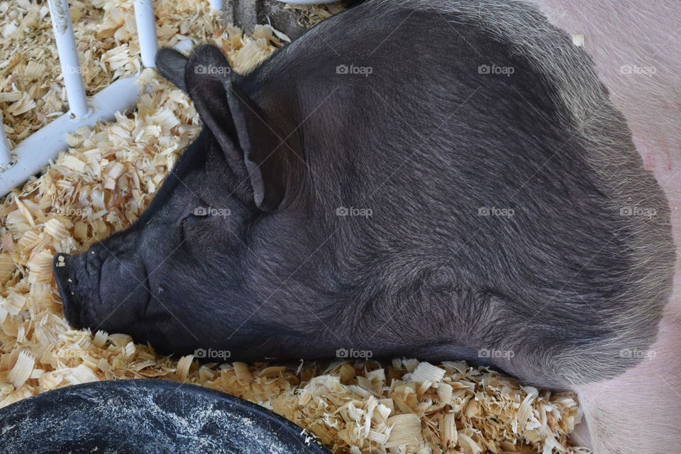 Pig sleeping at the state fair
