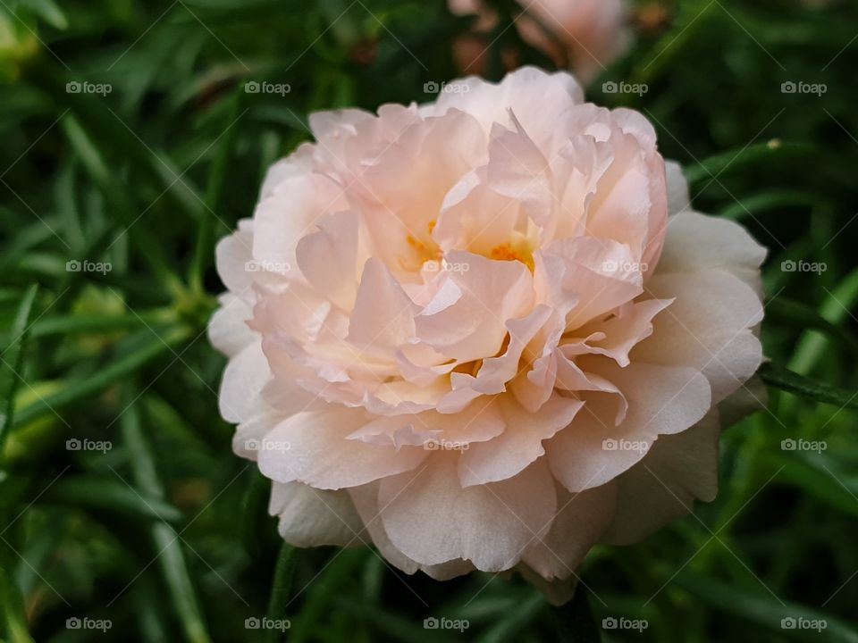 my beautiful Portulaca grandiflora