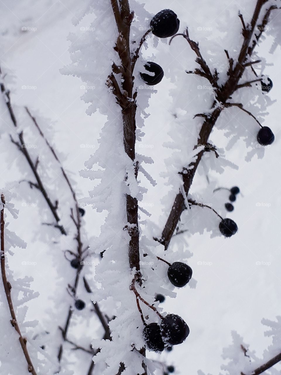 Shrub with black fruits under snow