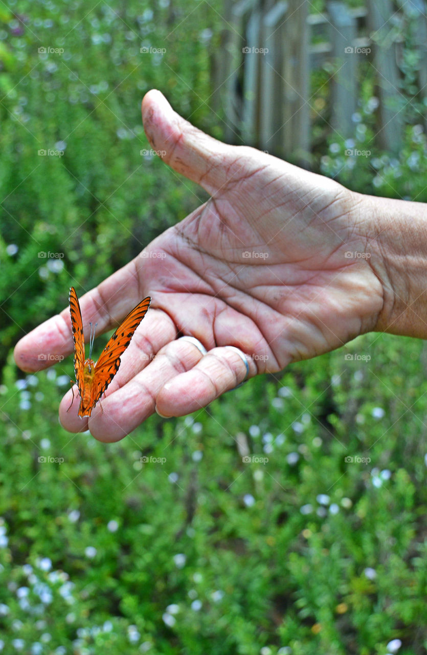 Gulf Fritillary Butterfly landing on my wife's hand while we take a nature walk on the military reservation! How sweet it and enriching it was! This butterfly is richly colored orange with orderly dark spots in the center and along the edge of the wing! We watched a couple of their stages of life! "So amazing"!