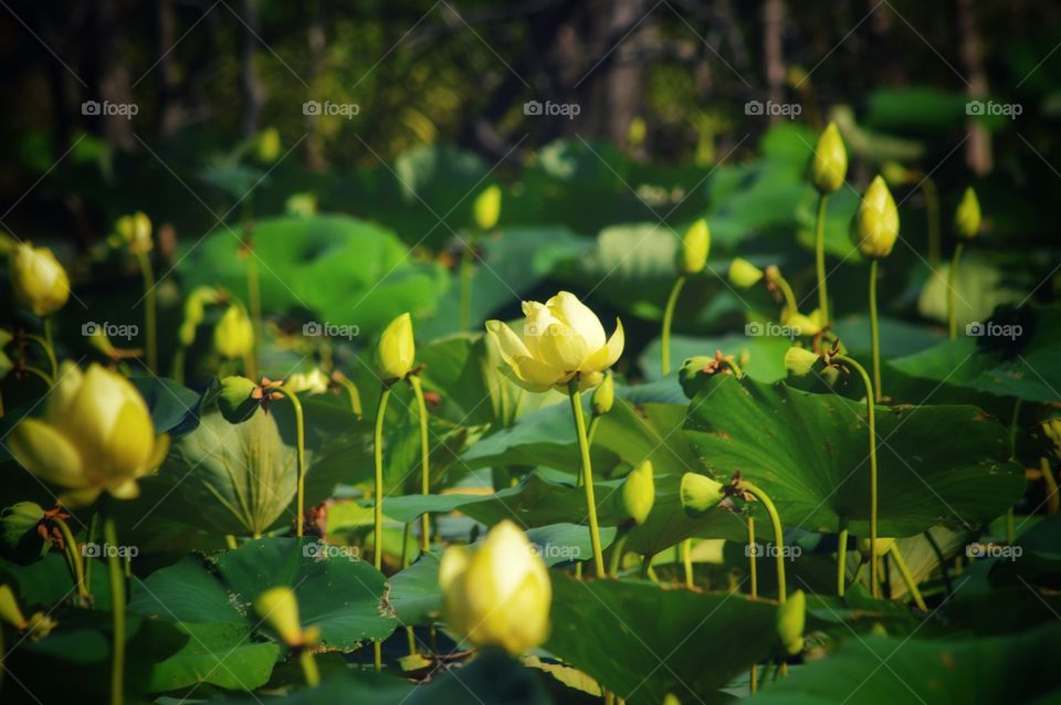 Vibrant photo of a large patch of blooming yellow water lilies.
