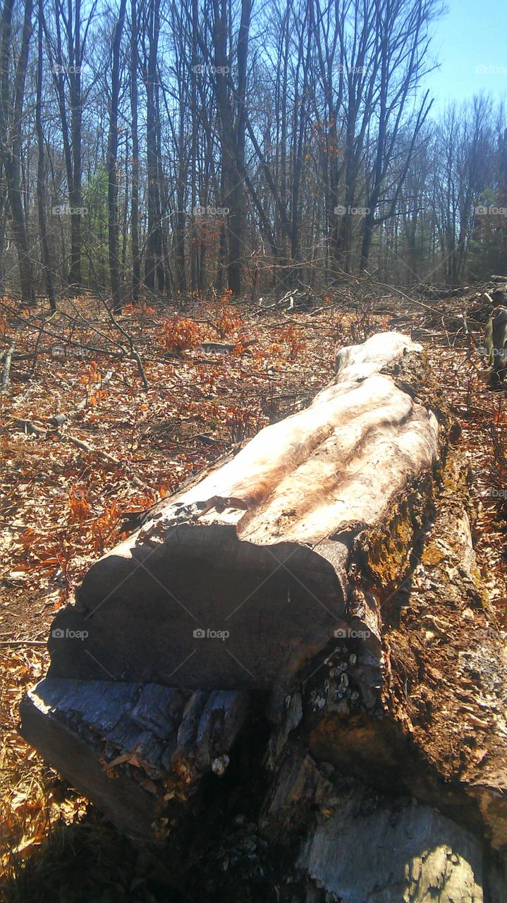 Tree, No Person, Wood, Tree Log, Environment