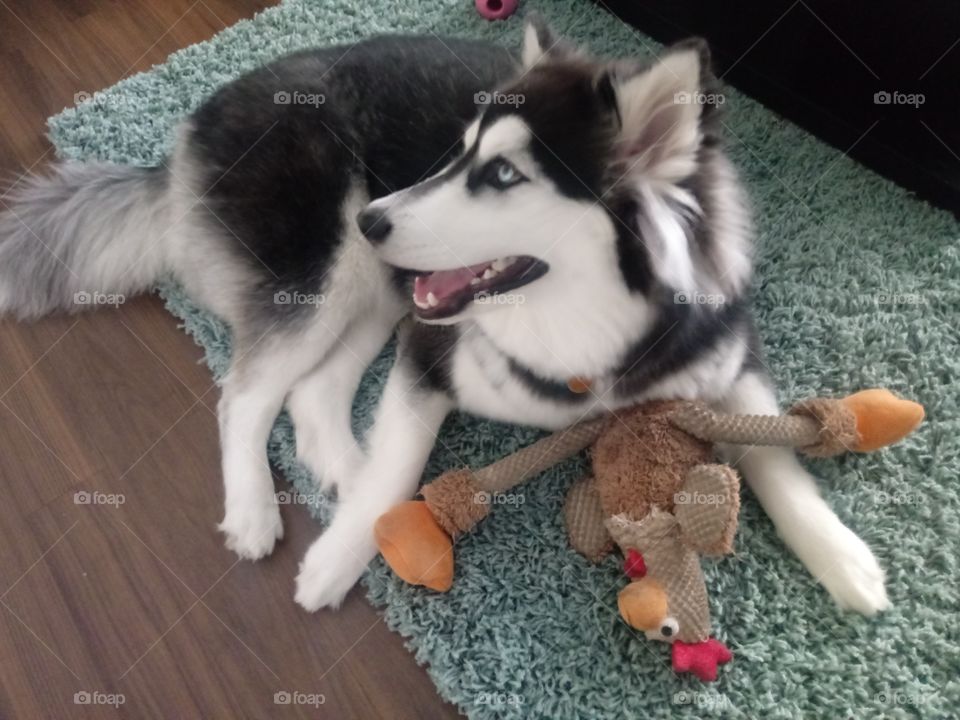 Dog with toy.