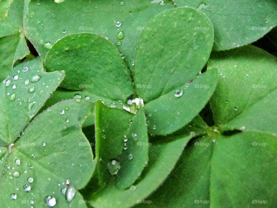 close up green clover patch with rain drops on leaves