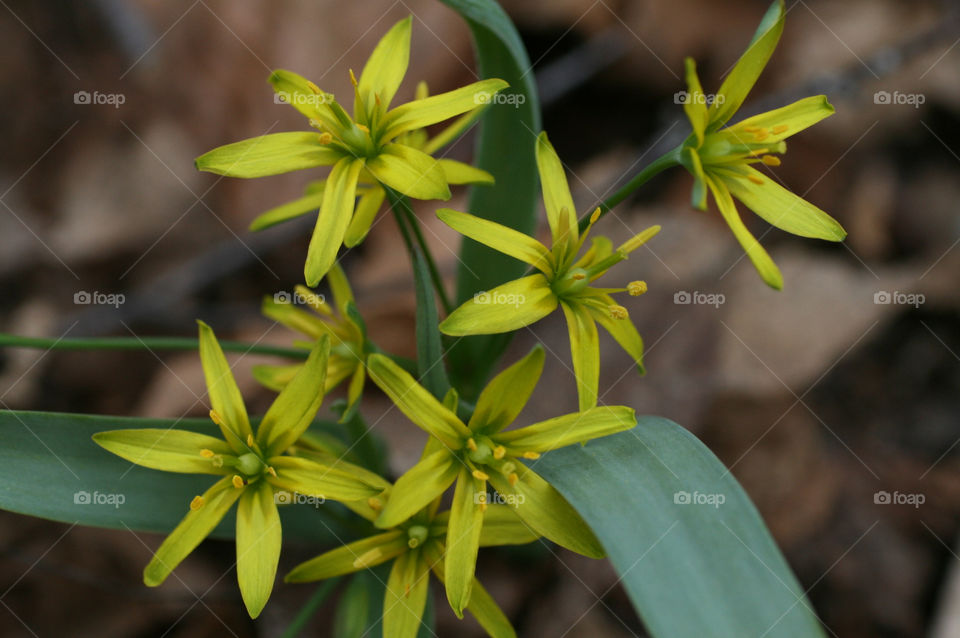 yellow early spring flowers