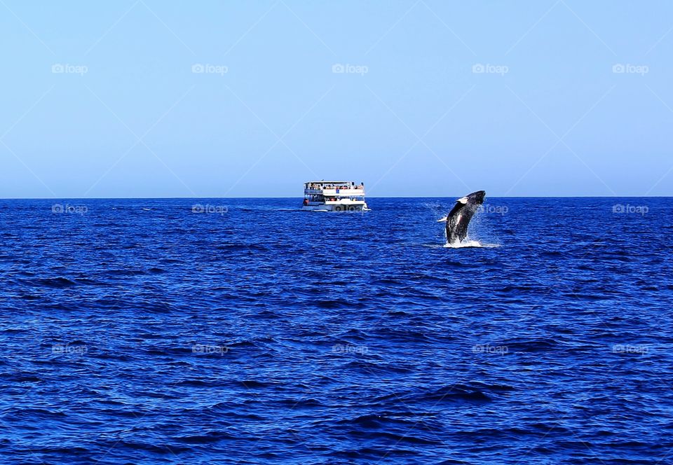 Whale Breach