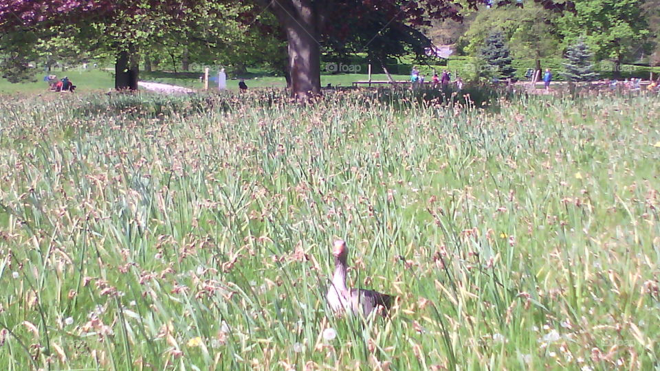 duck can you see me