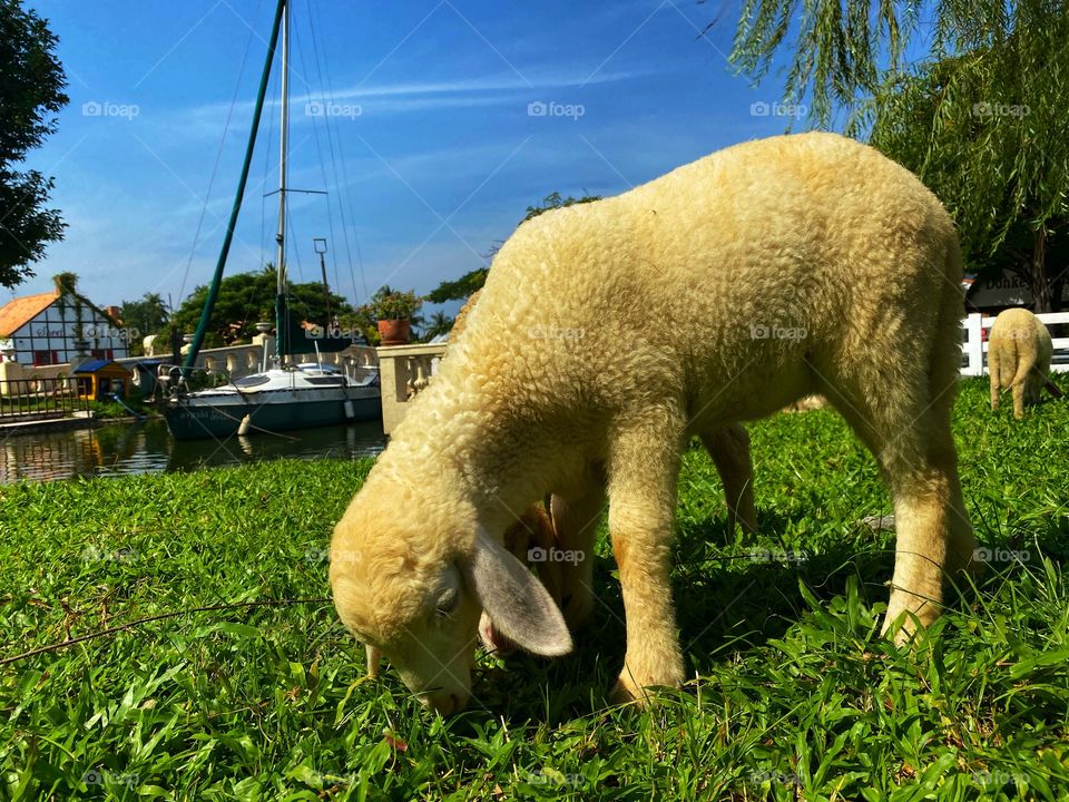 Sheep grazing with blue sky