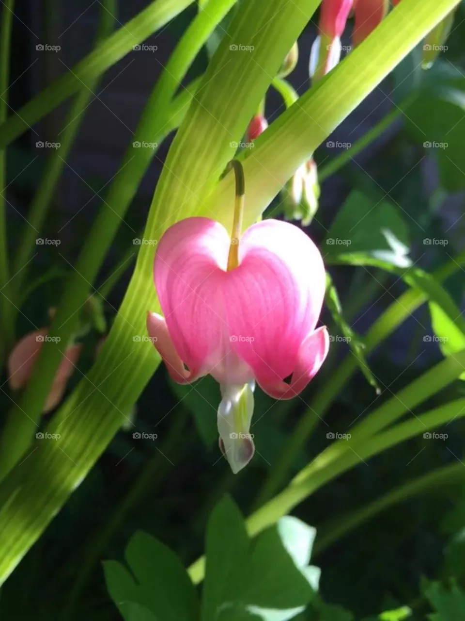 Pacific Bleeding Heart