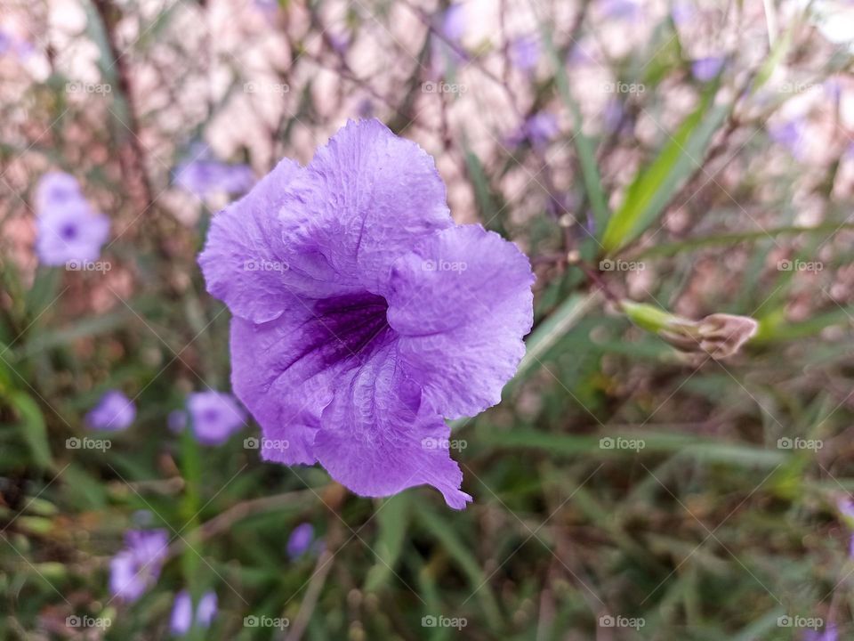 Close-up of beautiful purple against the background of grass and other plants. The large purple flower is the main focus of the image, looking fresh and beautiful with its petal structure visible