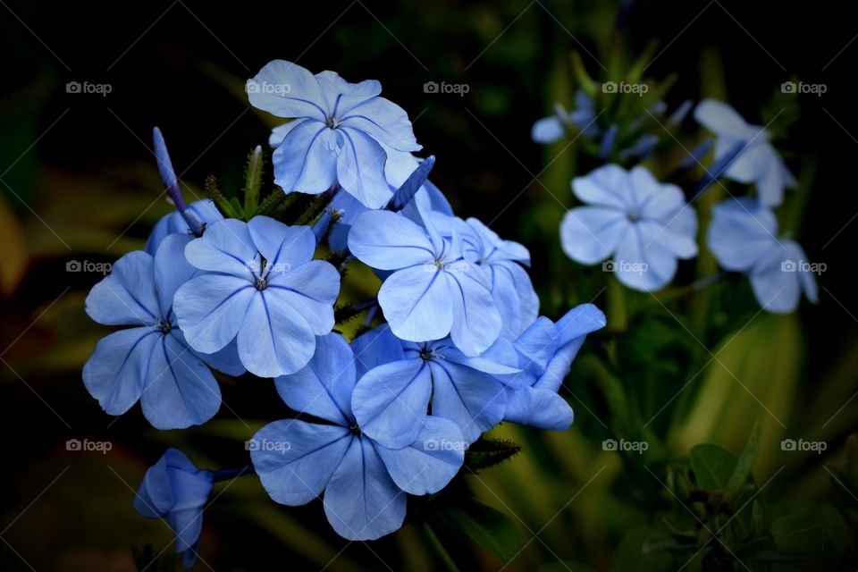 Beautiful bloom of Plumbago isolated on a dark background.