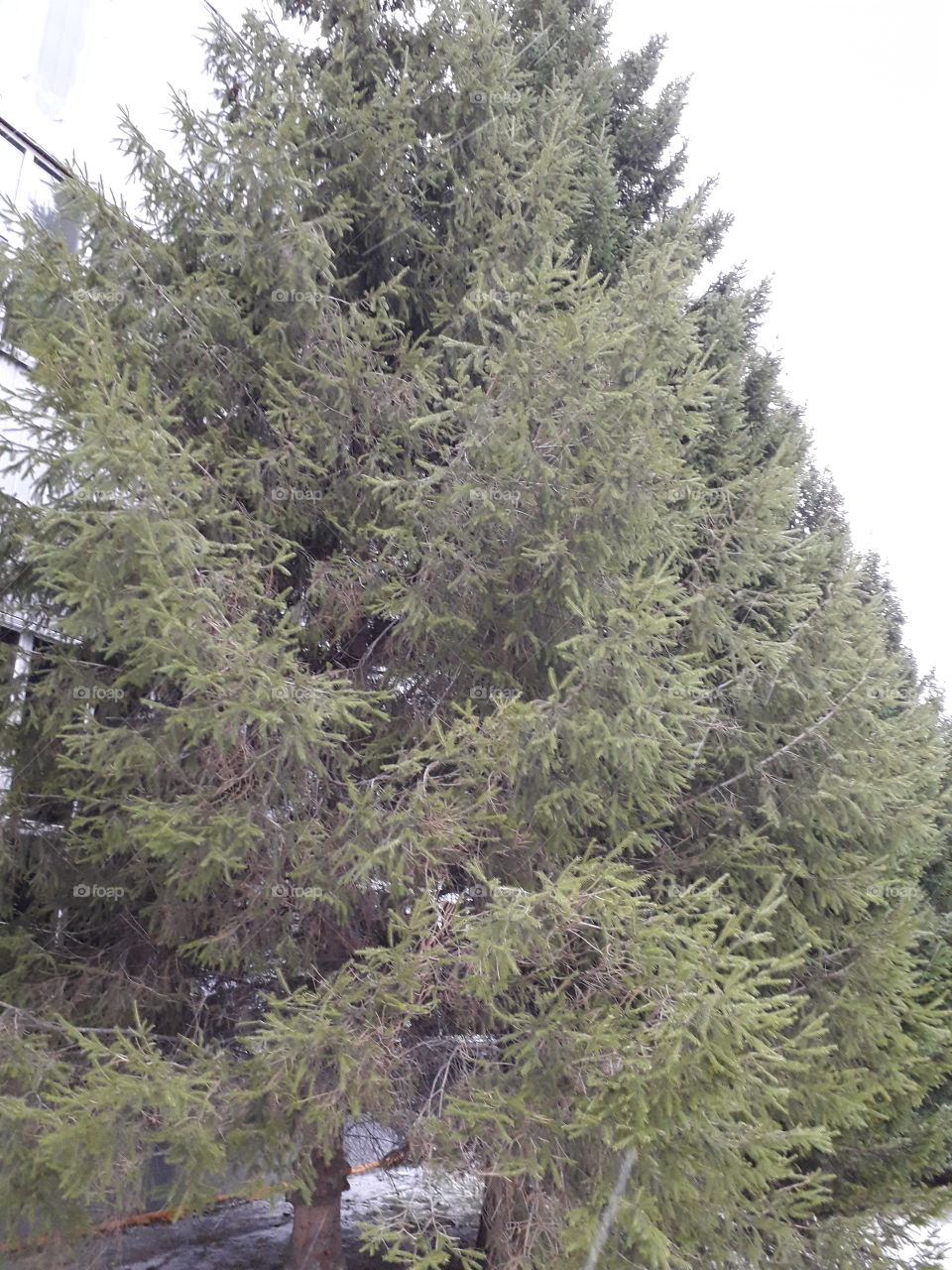 Tree, Nature, No Person, Pine, Evergreen