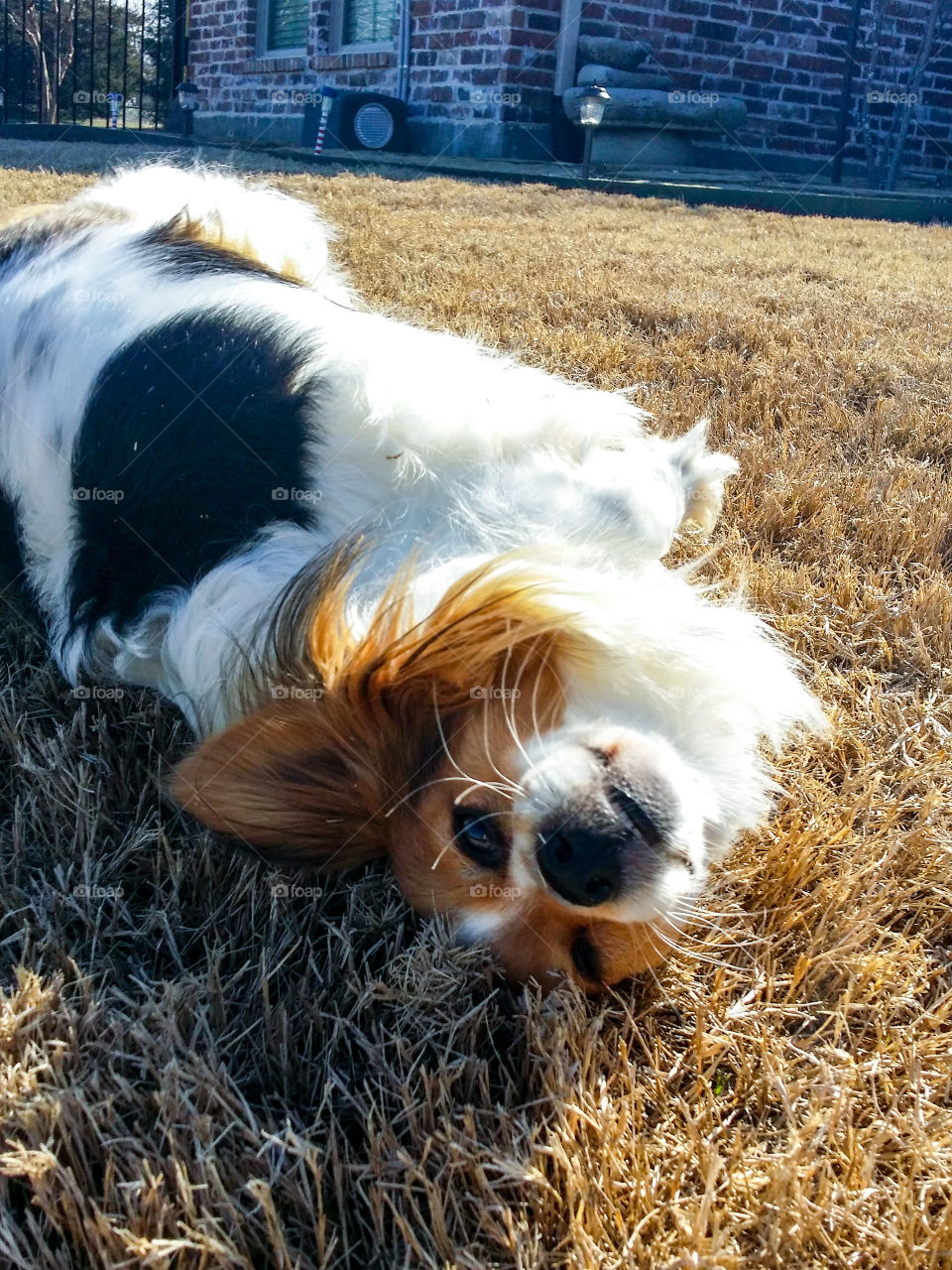 Happy Papillon puppy dog rolling in the winter grass