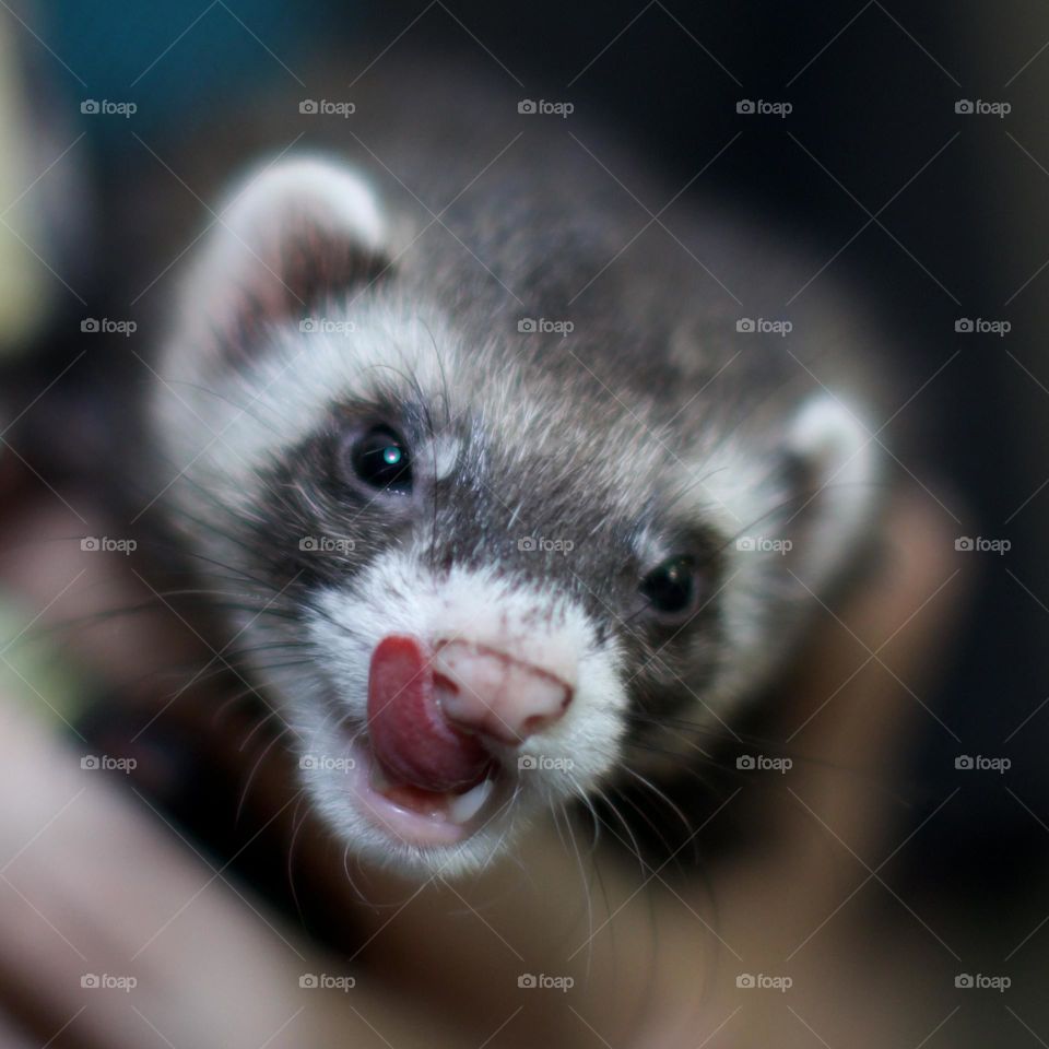 Ferret licking her lips; Close-up
