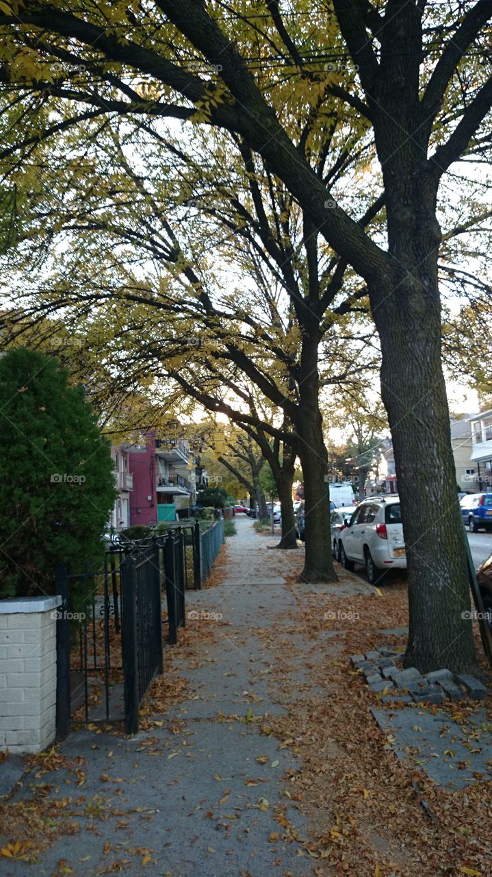 it's fall!. trees on the street