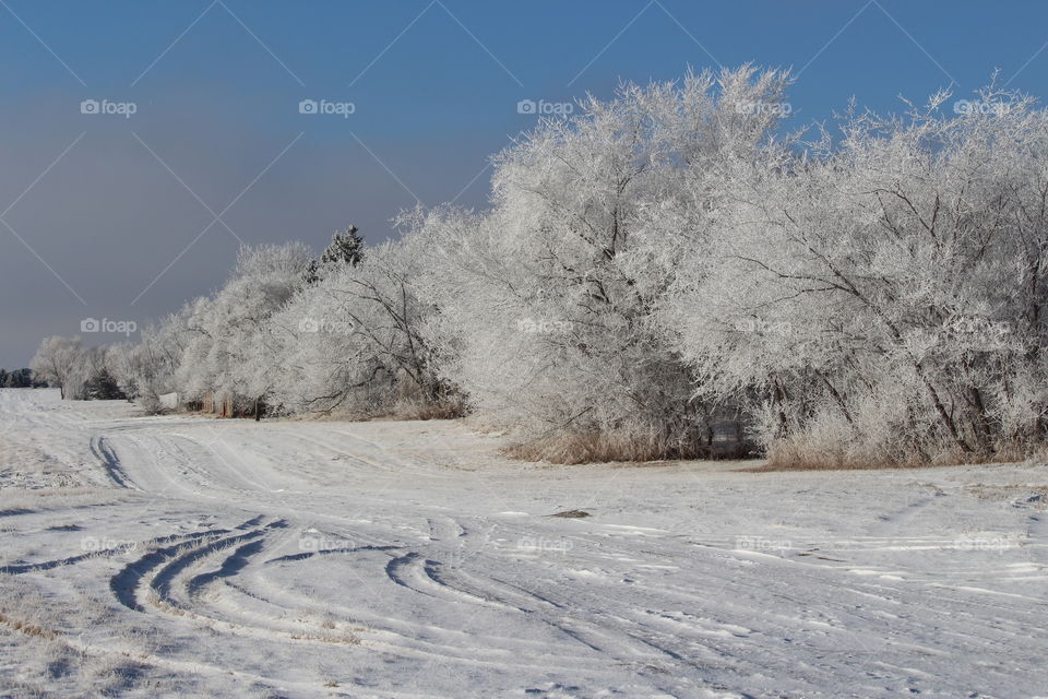 Hoar frost on trees at Moose Jaw Saskatchewan 