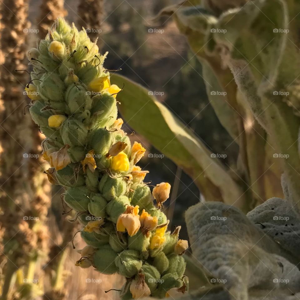 Roadside brush near the Deschutes River in Central Oregon in the fall is highlighted by the late afternoon sun. 