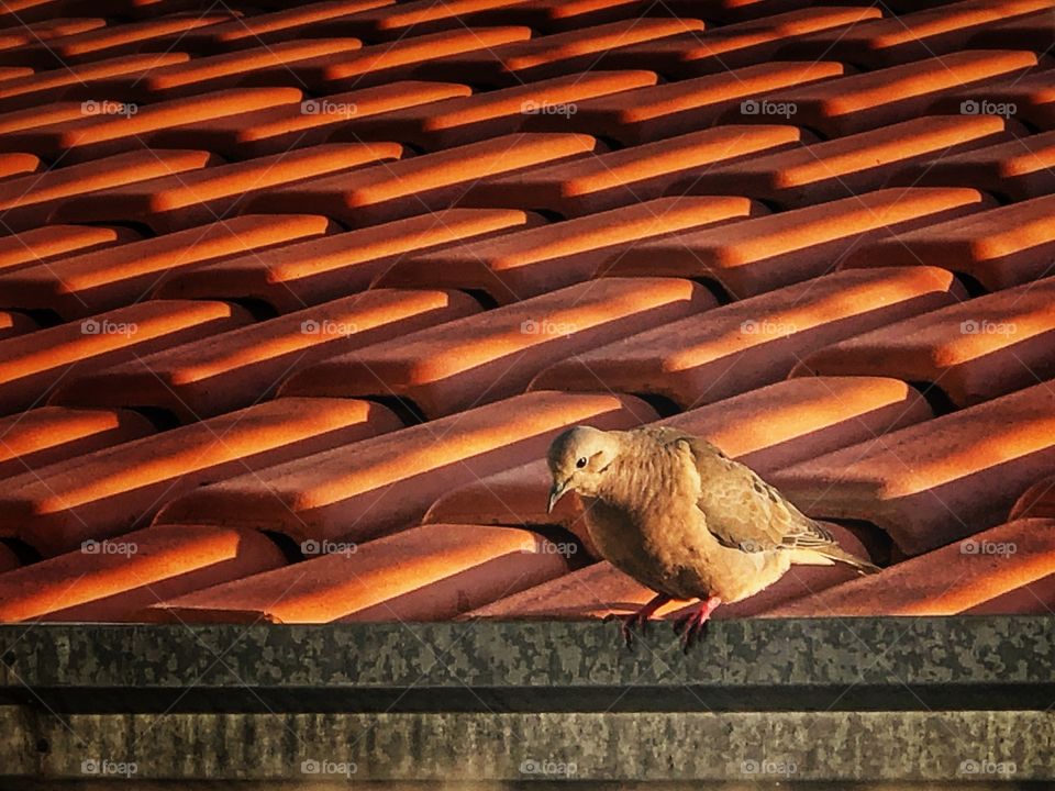 To jump it not not jump... This little bird used to land on the roof in front of my window every afternoon, and stayed observing me. This day I decided to reciprocate.