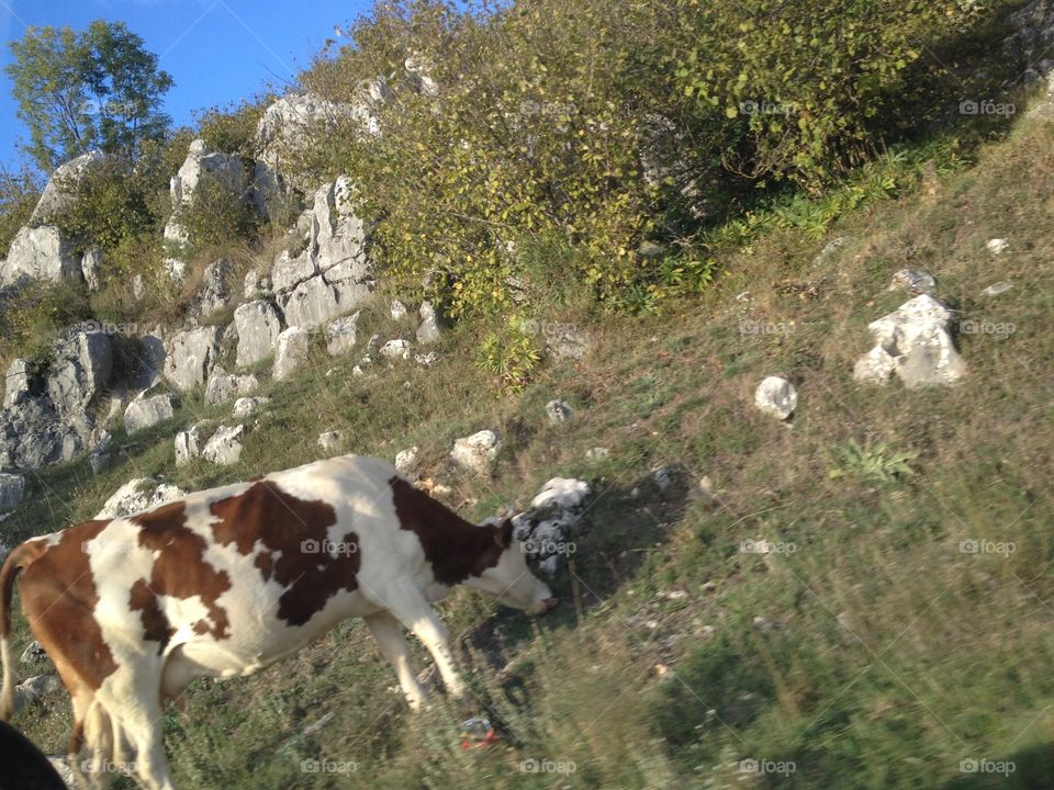 Cow in the nature. Cow near the road, enjoy in nature :)