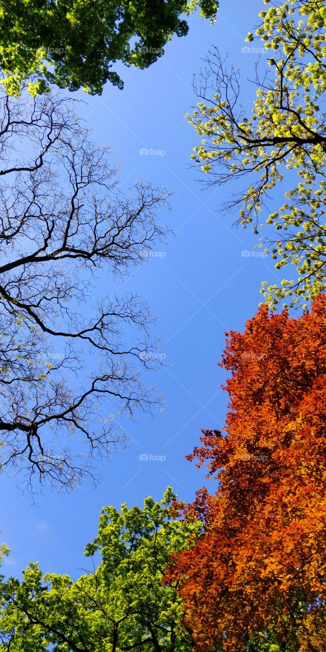 looked at the Sky and saw that