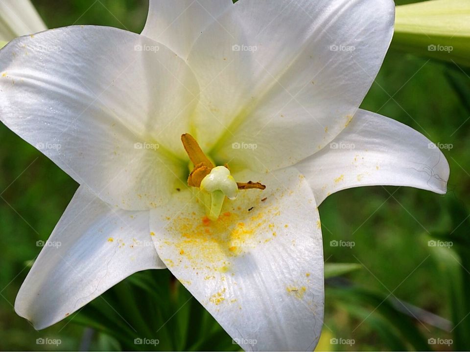 White lily 