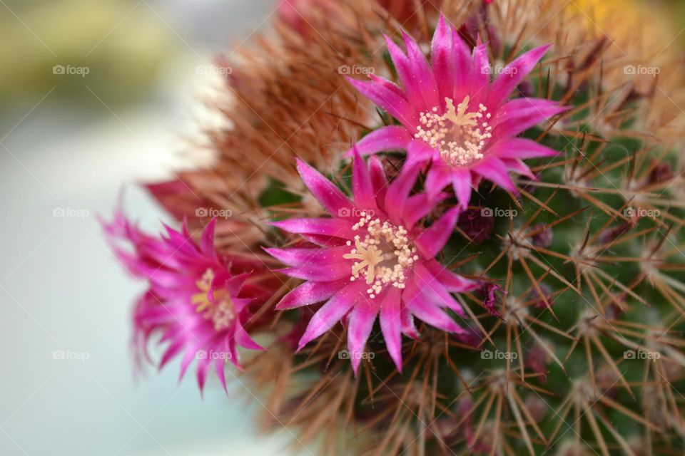 Flower, Nature, Cactus, Flora, Garden