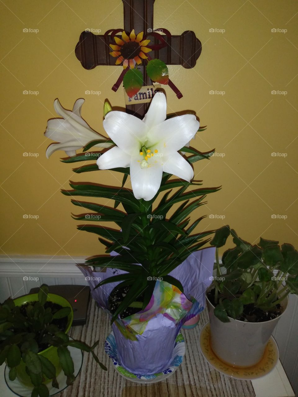 Easter Lilly's bloomed over at my wonderful grandmothers! 🙌🙌