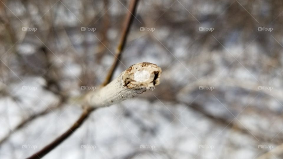 small, winter twig