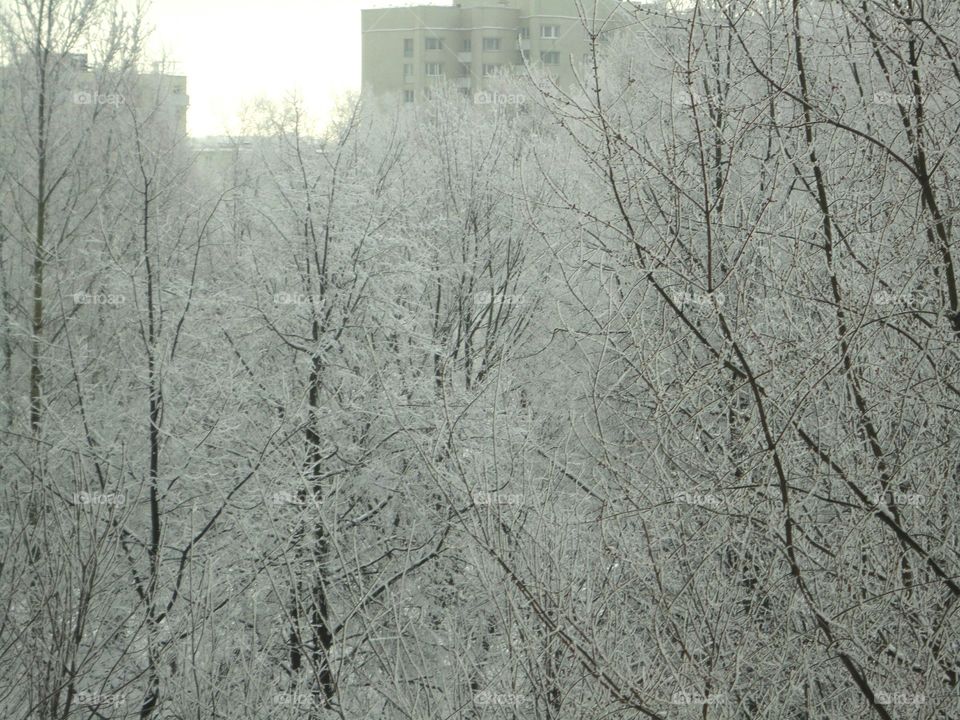 Winter, Tree, Snow, Cold, Frost