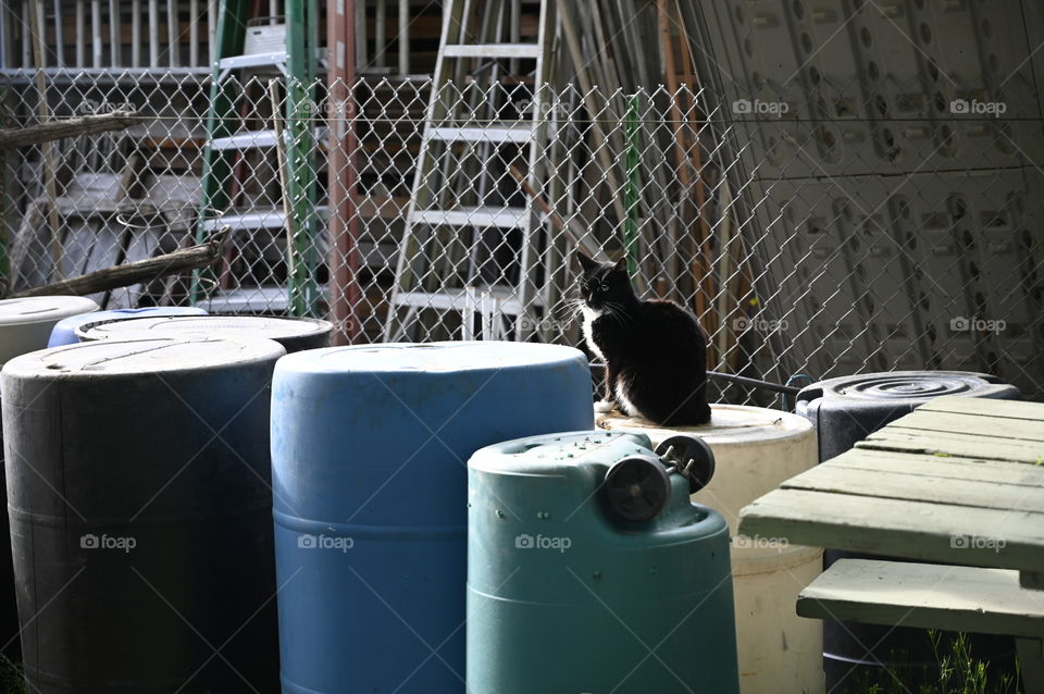 This cat is relaxing on top of the container waiting for the opportunity to find something to eat. 