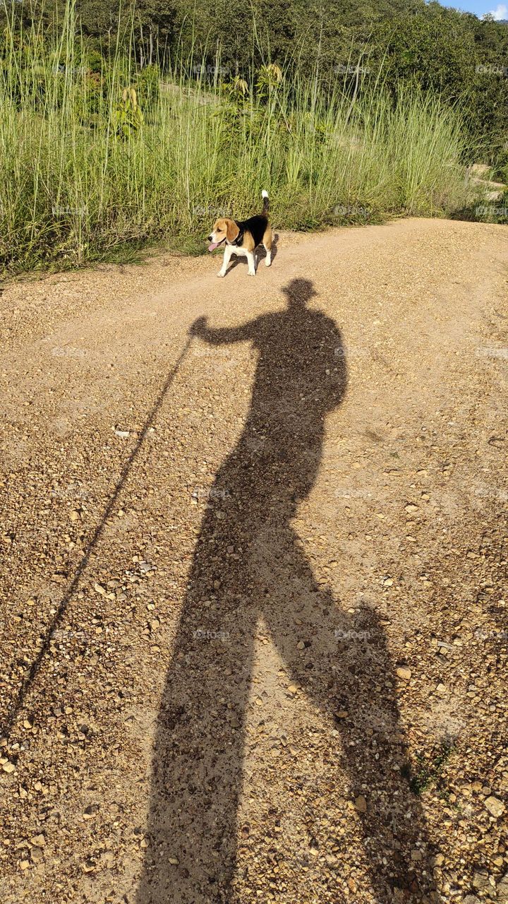 Shadow of a man during hiking trip with his Beagle dog, walking in nature