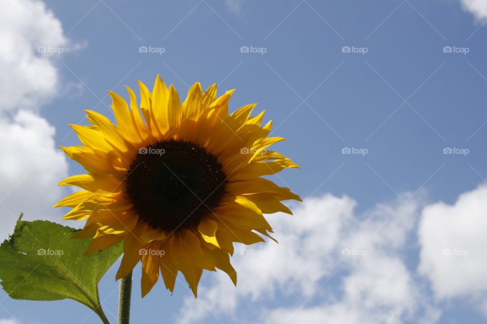 yellow pretty flower summer by mugotea