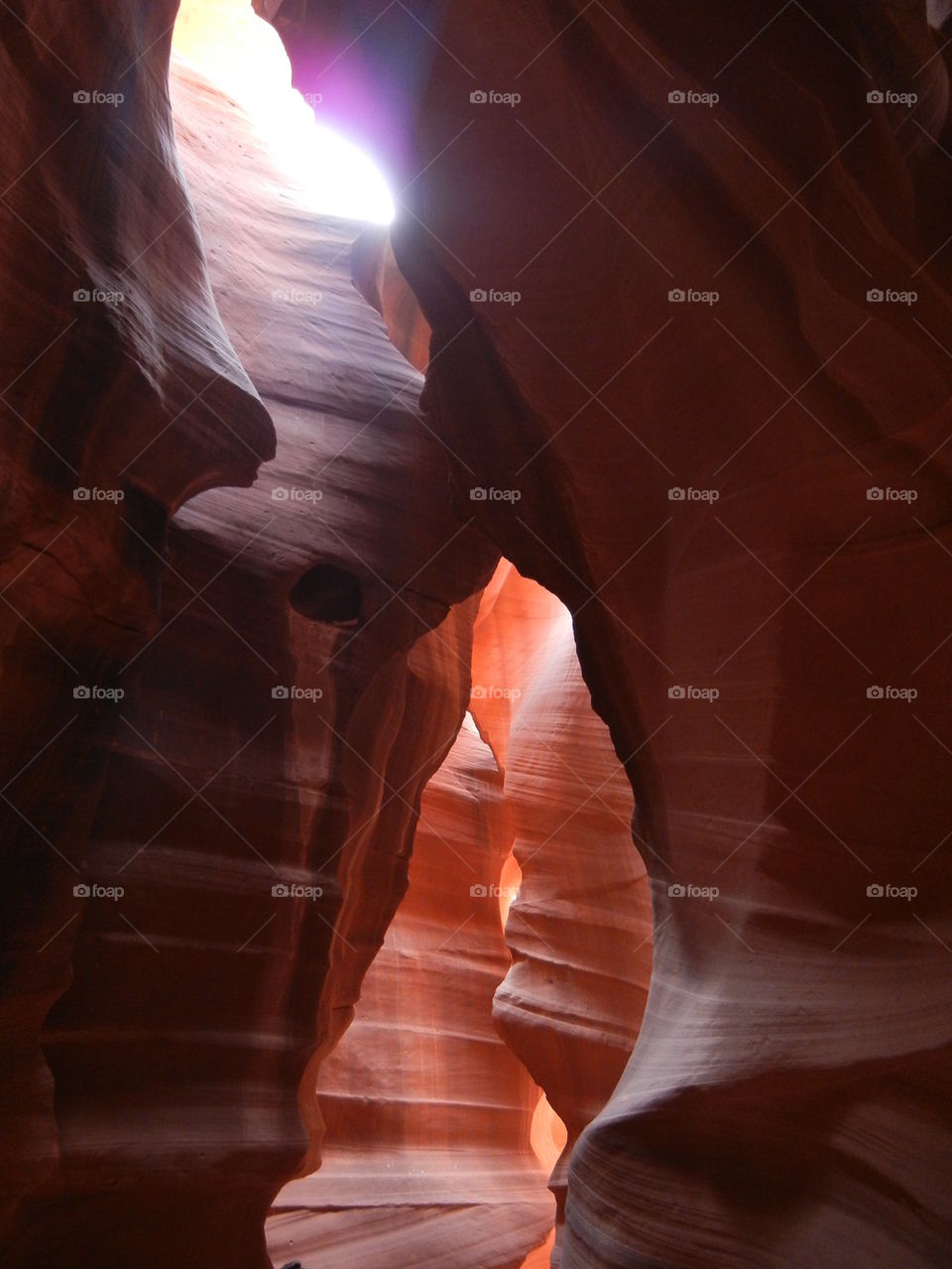 bear in antelope canyon