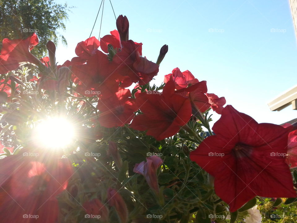 petunia. hanging basket