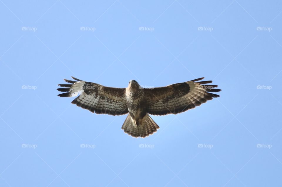 Buzzard 