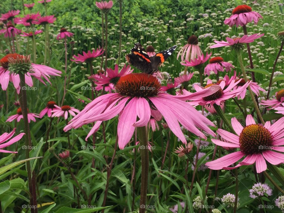 Butterfly on Purple Flower. Garden in Chicago.