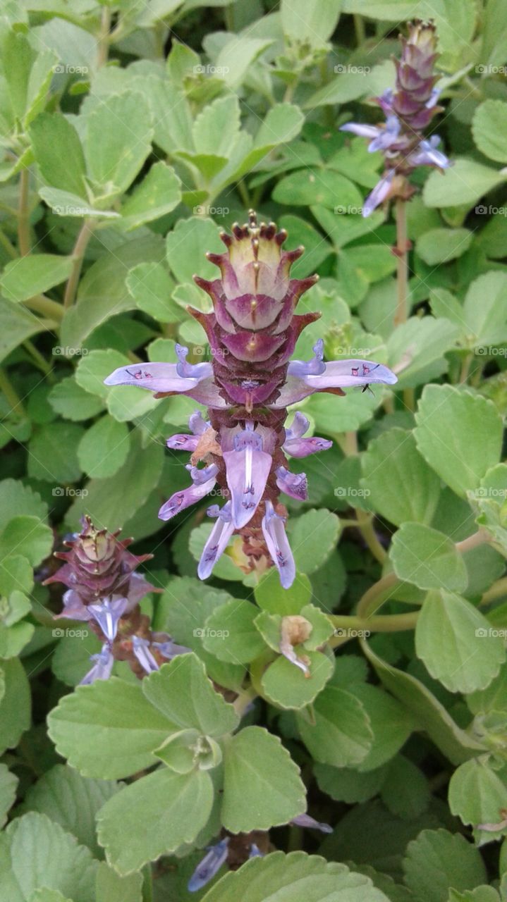 IN NATUR PFLANZENWELT BLUME