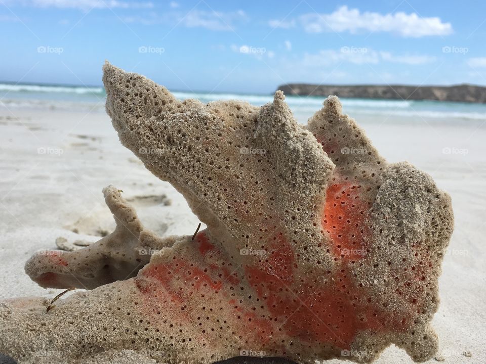 Sea sponge closeup on remote white sand beach south Australia 