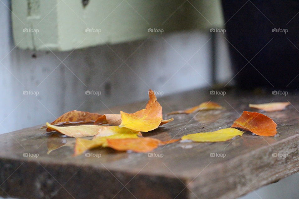 Colorful fall leaves on a wooden shelf