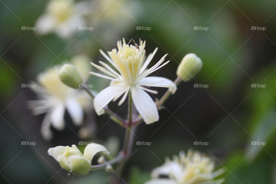 white spring flowers