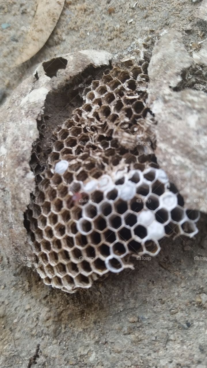 I don't usually post this kind of pictures, but I found this one very curious, so I decided to photograph it! I was in the garden this evening and this piece of honeycomb just fall from the mango tree! leave a rate and a comment if you find it interesting too!